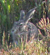 a fine Iberian Hare  - Lepus granatensis © John Muddeman